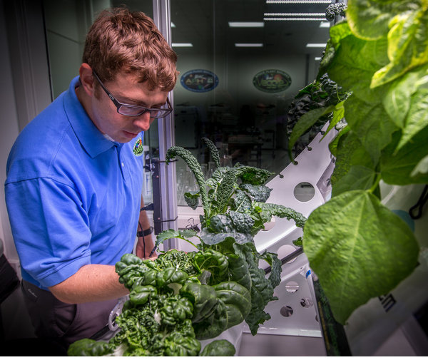 Hydroponic crop research, NASA Kennedy Space Center